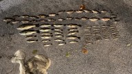 4 arrested after illegal game fish caught in LaGrange County
