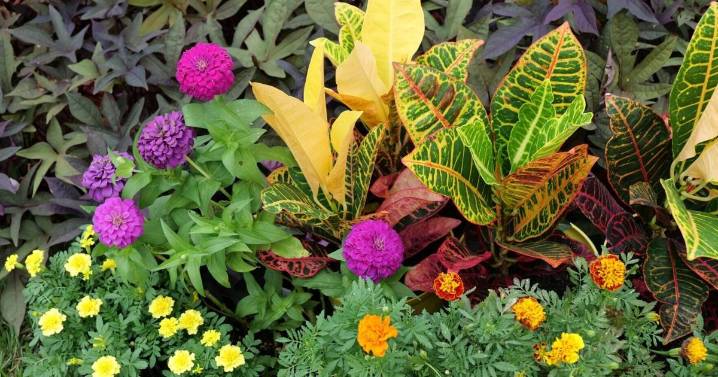 Summer is winding down, and fall is on the way. Here’s what to do in the garden.