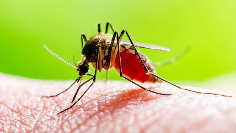 One person dies after being diagnosed with the West Nile virus in Davis County