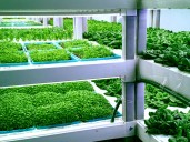 Sviaa: Tecnología digital puede reducir costos logísticos del agro