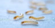 New World Screwworm Parasite Detected in Northern Mexico Near U.S. Border