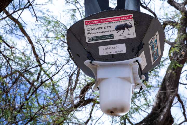Invasive Beetles Are Overrunning Oʻahu. Could New Methods Offer Relief?
