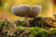 Móstoles organiza 14 talleres gratuitos en septiembre para descubrir la naturaleza con ornitología, micología y rutas guiadas