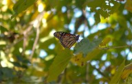 Inicia la migración de las mariposas Monarcas