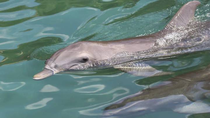 Semarnat acuerda conservación transnacional de hábitats marinos en el Pacífico