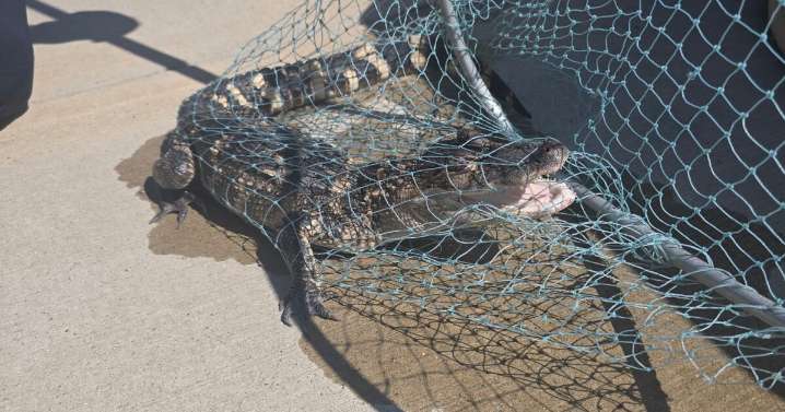 Alligator removed from Washington Channel at The Wharf
