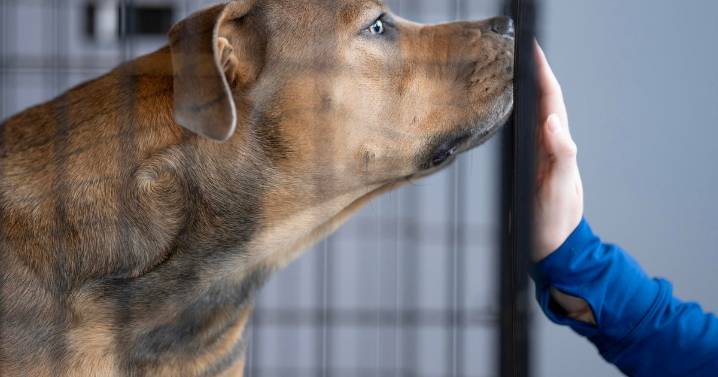 Amid kennel cough outbreak, Beaver County Humane Society seeking volunteers and fosters