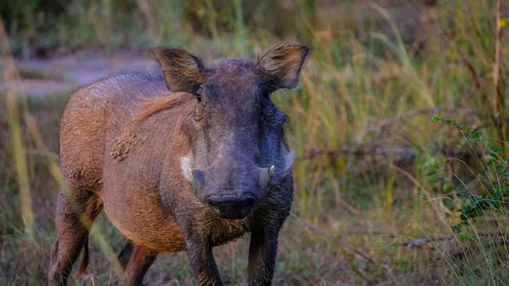 Unos cazadores le pusieron un GPS a un jabalí y en dos años descubren cómo conseguía esconderse de ellos