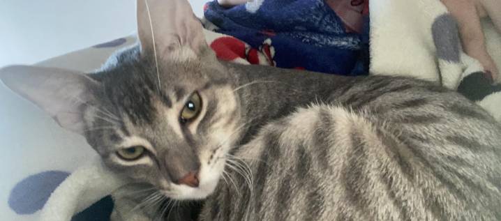 La familia de 'Romeo' solicita ayuda para encontrarlo