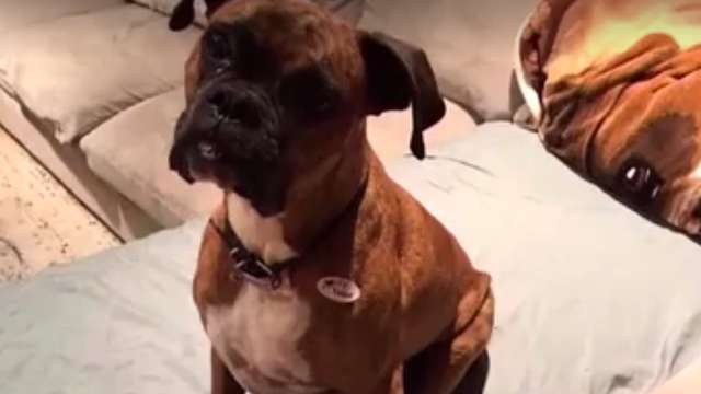 California woman charged with voter fraud for registering her dog