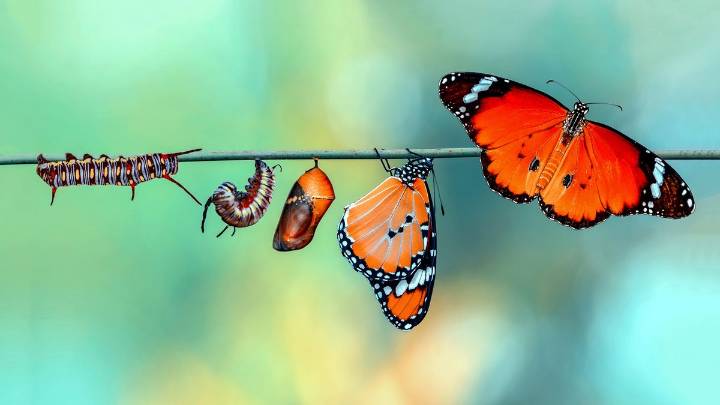 The Butterfly Life Cycle: From Egg to Icon and Every Stage in Between