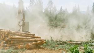 Trump administration declares timber emergency after decades of employment decline in the industry