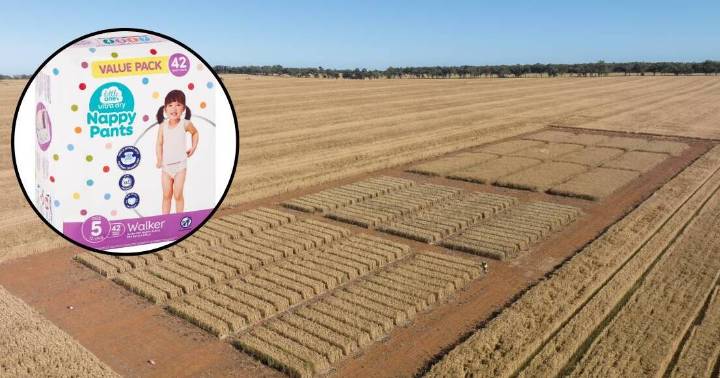 Beetle pest found in nappies amid biosecurity battle to keep threat out