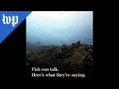 Fish can talk. Here's what they're saying.