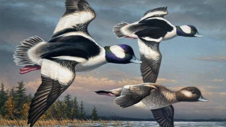 Minnesota wildlife artist wins federal Duck Stamp contest