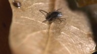 Congress urged to renew Kay Hagan Tick Act to help combat Lyme disease