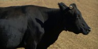 Viral cow Mootilda escapes death at San Tan Valley slaughterhouse