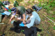 Why is Vermont’s bear population booming?