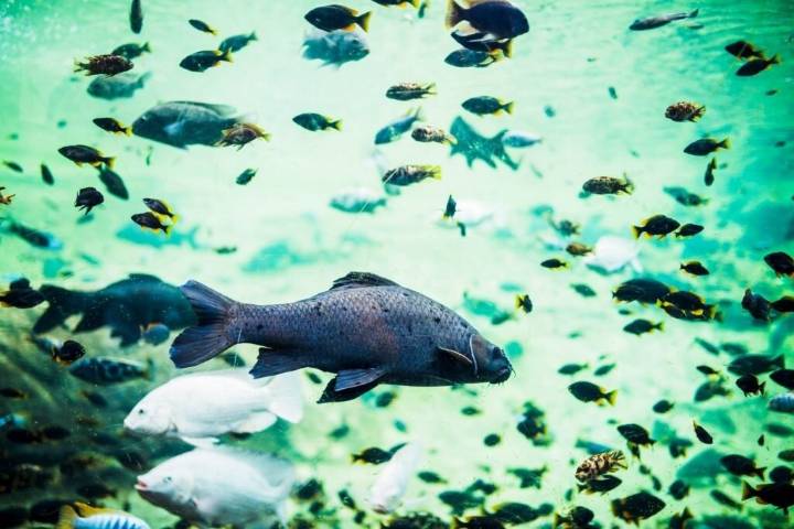 Estudian el uso de peces como medida preventiva frente a enfermedades transmitidas por mosquitos