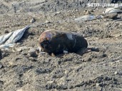 Workers At TSMC's Construction Site For Latest Tech Products Find Yet Another Unexploded Bomb!