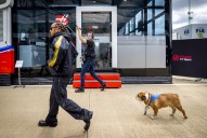 Why is Lewis Hamliton's dog Roscoe vegan?