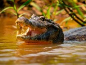 Extranjero es atacado por un cocodrilo en zona hotelera de Cancún