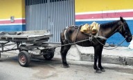 Avanza el proyecto que sustituye el uso de vehículos de tracción animal