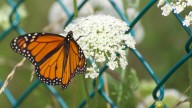 How Your Yard's Fence Color Can Help Attract More Pollinators To Your Garden