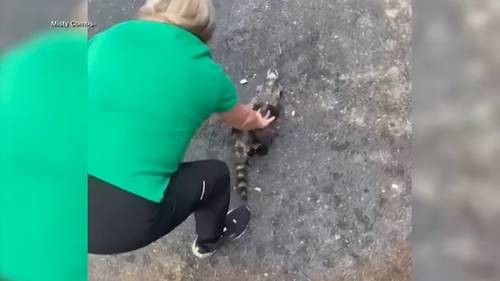 Nurse revives drunk raccoon found in dumpster with CPR