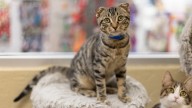 Scotty Is Eager to Power Up Your Home With Kitten Energy