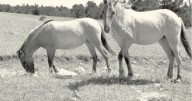 Decades of cooperation threatened: Mustang Center concerned about Pryor Mountain horse management plan