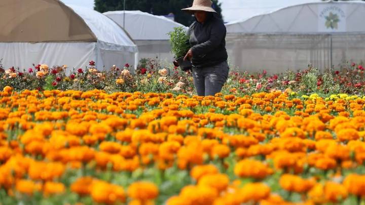 Granizada en Atlixco daña cultivos de flores y maíz, productores buscan rescatar cosechas
