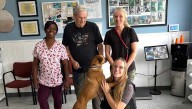 Florida dog reunited with owner thanks to social media, microchip