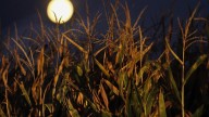 Rare Corn Moon to rise Sunday night