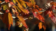 Where are the best places to see fall colors in South Dakota?