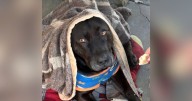 Perro comunitario del Hospital de Quilpué fue asesinado a tiros por funcionario de la PDI de civil