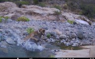 Cámara capta a puma cazando a un borrego cimarrón en el Valle de los Cirios