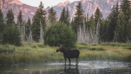 Moose active in Aspens neighborhood; woman breaks leg after bluff charge
