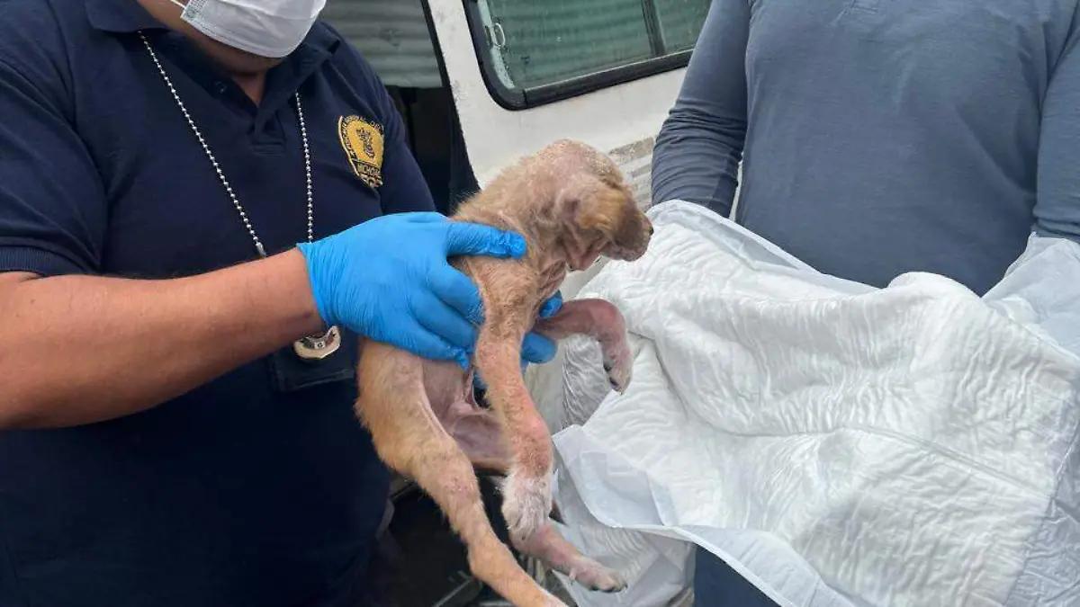 Abandonan dentro de un vehículo a un cachorro en Morelia: FGE investiga el caso