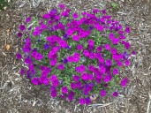 Why right now is a great time to plant Wave petunias