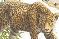 El jaguar, un dios que se recupera pese a las amenazas; población crece 10%