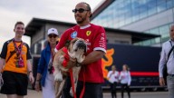 Lewis Hamilton delivers heartbreaking news as beloved Roscoe passes away