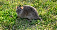 Six signs you have a rat problem as experts predict huge 'invasion'