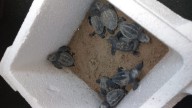 Eclosionan 57 huevos de tortuga boba de un nido en la playa de Alcossebre