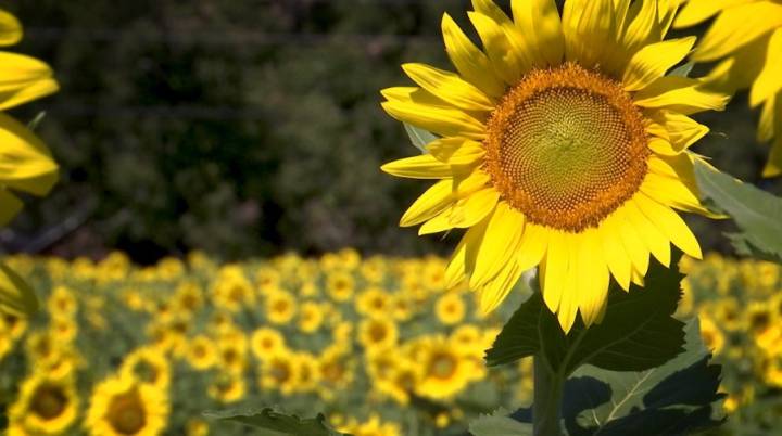 Sunflower patch in Daphne brings a ray of sunshine to Pilots for Christ