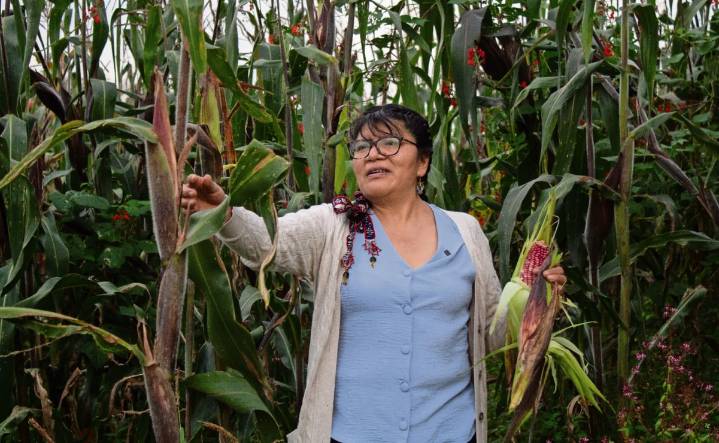 A la defensa del maíz nativo en la CDMX