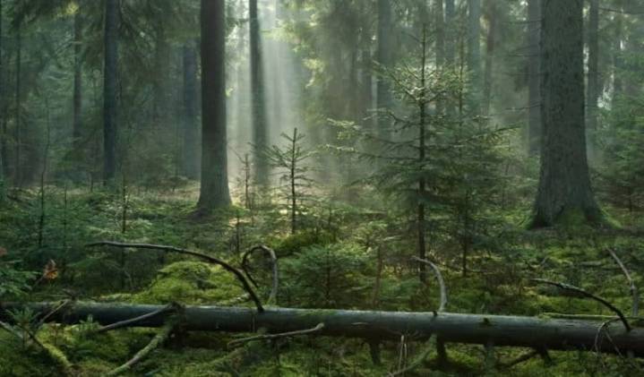 Last chance to save Europe’s greatest old-growth forest? (commentary)