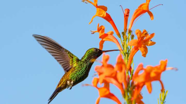 Attract Hummingbirds To Your Yard By Planting These Two Flowers Together