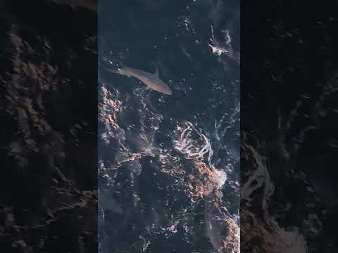 Man Records The ‘Wildest Thing’ He’s Ever Seen While Flying a Drone Over Montauk Coast #shorts