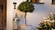 The Surprising Hack You Can Use To Save Money When Buying Bay Trees